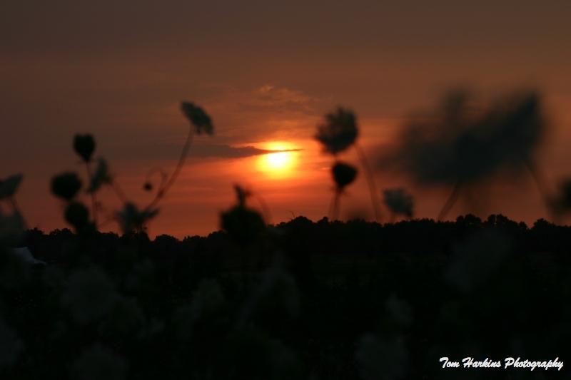 Sunset thru wild flowers (47096499).jpg